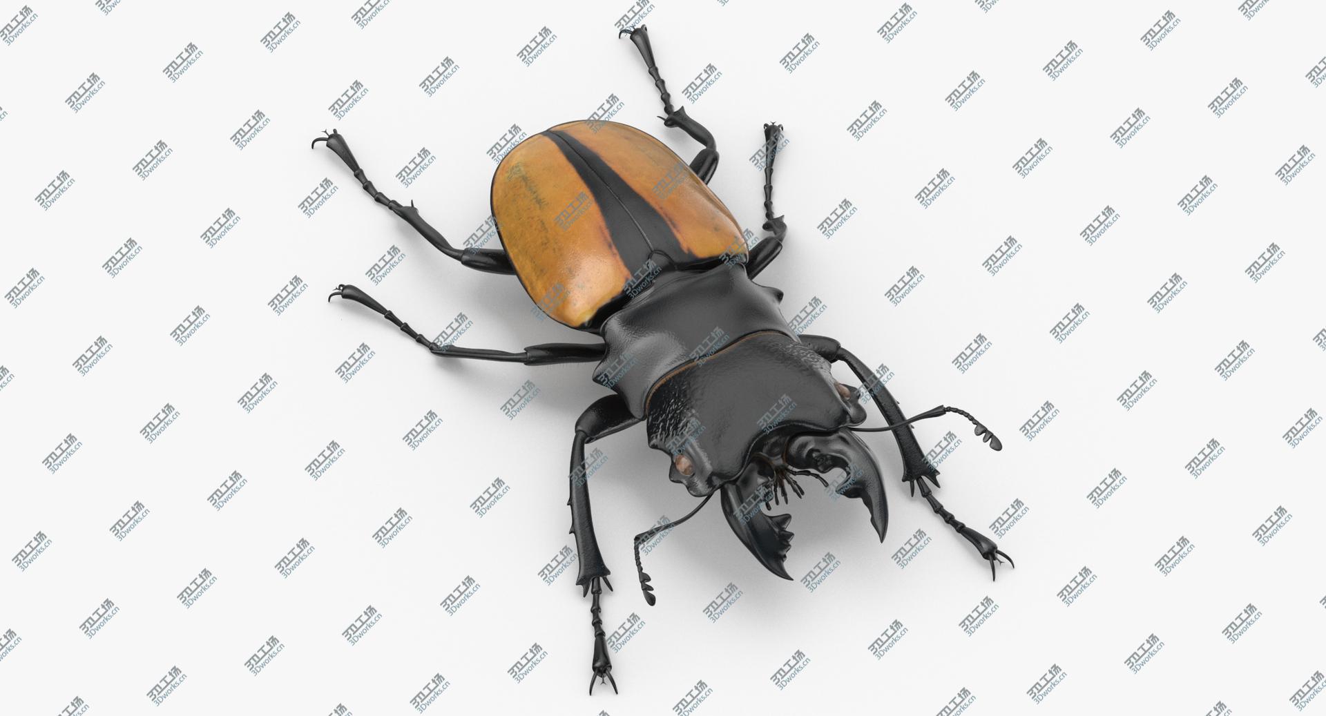 images/goods_img/202104093/Giant Stag Beetle Odontolabis Ludekingi 3D model/1.jpg